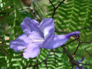 Jacaranda Blossom