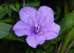 Carolina Wild Petunia